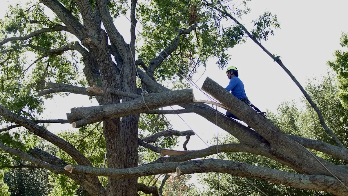 Professional Hazardous Tree Removal performed by certified arborists in Martindale