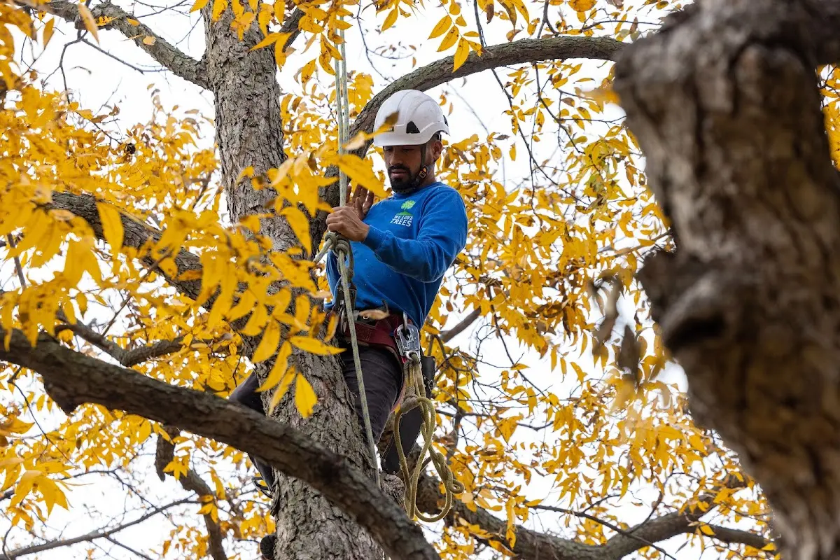 Skilled Tree Planing crew working in Martindale