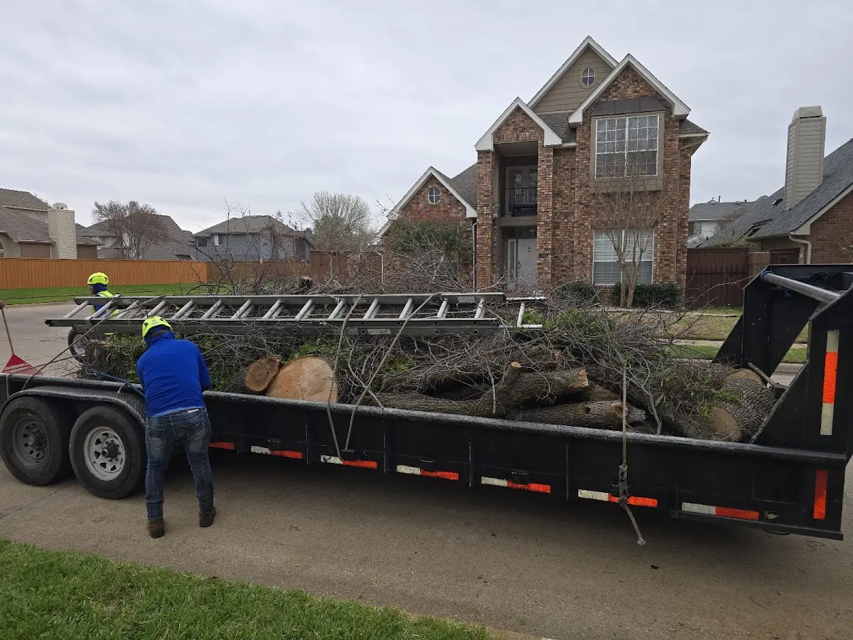 Expert Tree Pest Control with proper safety equipment in Martindale